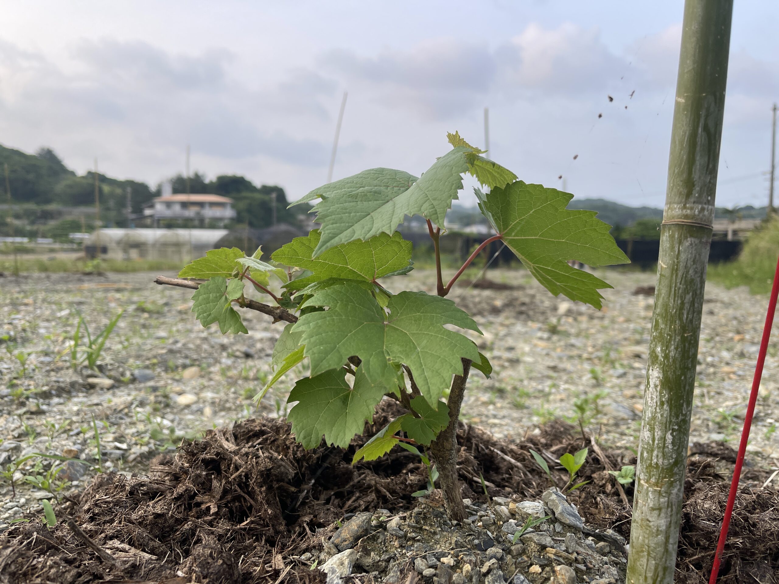 植栽された直後のぶどう